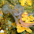 Buceo - profundidades de Elba